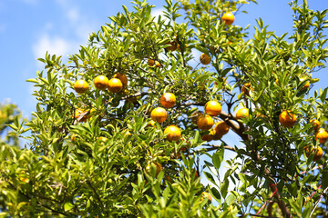 Orange tree, an important agricultural product that used for both the juicy fruit pulp and the aromatic peel.