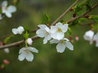 開花した桜の花　放水路土手背景