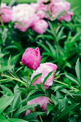 Beautiful pink peonies in the garden, rain drops on blossoms
