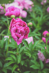 Beautiful pink peonies in the garden, rain drops on blossoms