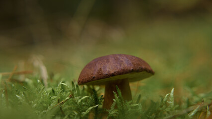 EDIBLE MUSHROOM - Beautiful fruit in a forest glade