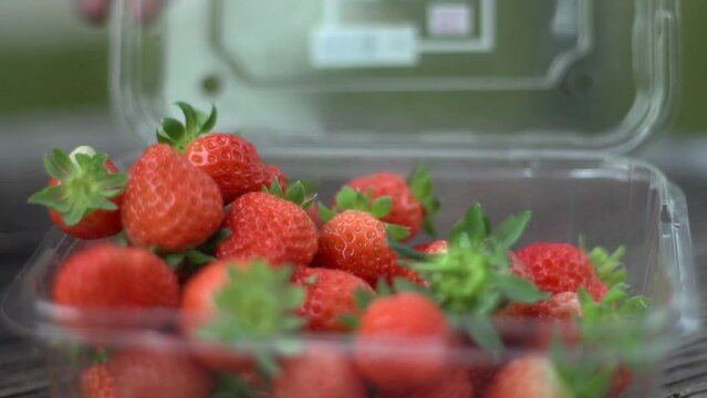 Freshly harvested organic strawberries being packed inside plastic storage container in preparation for sale at market, filmed as close up in handheld style