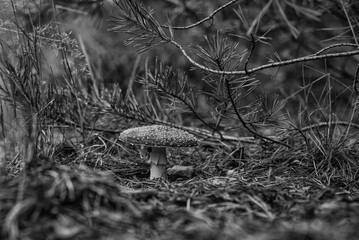 TOADSTOOL - Colors and poisonous mushroom in autumn forest