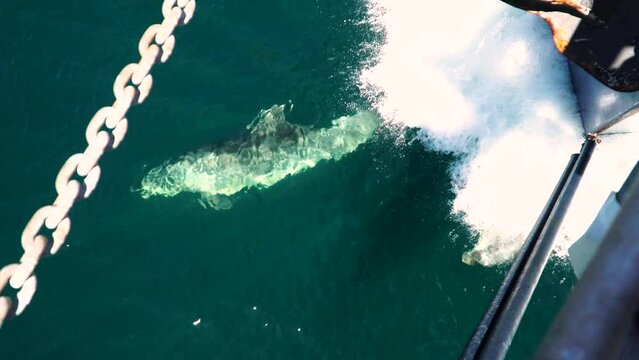 Dolphins Swimming In Front Of The Boat Cruising In The Sea. - Overhead