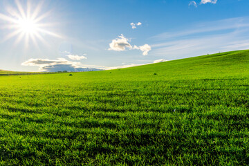 Naklejka premium Scenic view at beautiful spring sunset in a green shiny field with green grass and golden sun rays, deep blue cloudy sky on a background , forest and country road, summer valley landscape