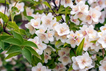 Blooming jasmine shrub in the garden. White flowers.