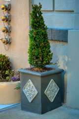 Tall triangular shrubs in pot or planter with diamond pattern on front porch of building and porch with mail slot