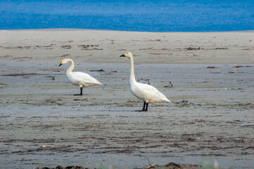 Bewick's Swans (Cygnus bewickii) in Barents Sea coastal area