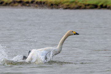 Molting Bewick's Swan (Cygnus bewickii) in Barents Sea coastal area