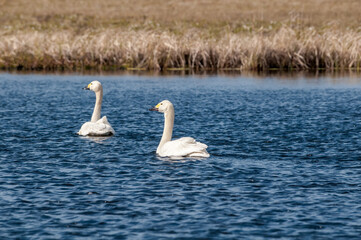Bewick's Swans (Cygnus bewickii) in Barents Sea coastal area