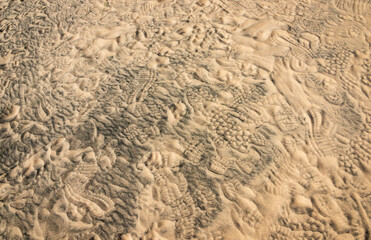 Arid Desert Dunes at Mojave National Preserve