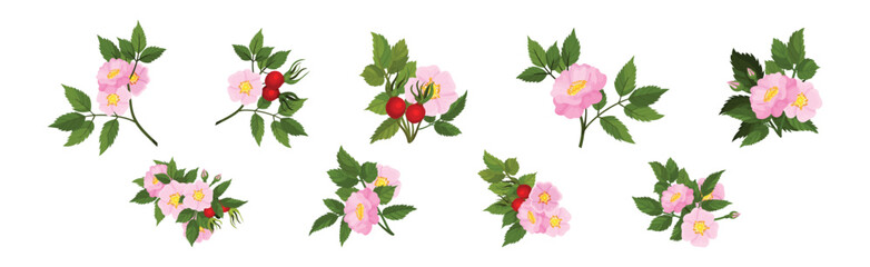 Tender Pink Flowers of Rosa Canina or Dog Rose Plant with Mature Red Rose Hips Vector Set