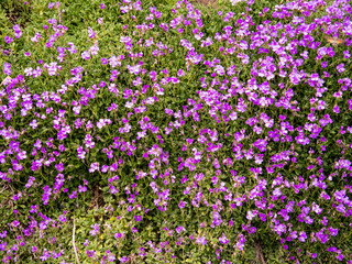 Aubrieta violet flowers with green leaves ornamental texture
