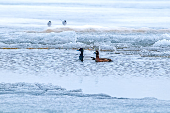 Pair of the Greater Scaup (Aythya marila) in Barents Sea coastal area