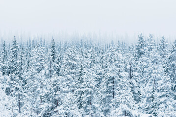 A tranquil winter scene of a snow-covered coniferous forest in Sweden, full of beauty and peace.
