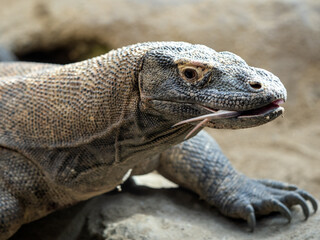 Komodo dragon, Varanus komodoensis, explores the surroundings with its tongue, looking for food