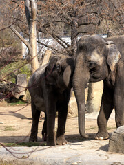 Fototapeta premium A female Asian Elephant, Elephas maximus with a full-grown cub, is still in close contact.