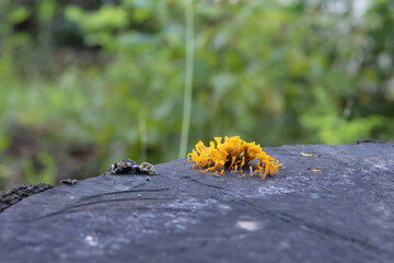 切り株に生えたオレンジ色のキノコ／ナギナタタケ（Clavulinopsis fusiformis）・シロソウメンタケ科