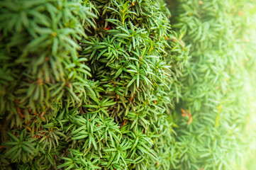 Natural background with plant leaf texture