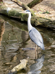 A gray heron, Ardea cinerea, stands in the water and stalks its prey