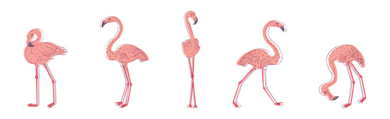Pink Flamingo Bird with Long Curved Neck and Legs in Different Poses Vector Set