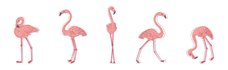 Papier Peint photo Flamingo Pink Flamingo Bird with Long Curved Neck and Legs in Different Poses Vector Set