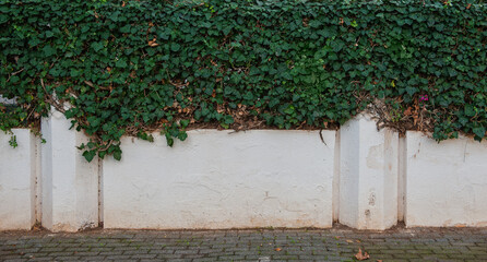 Old white stony wall background with wild ivy leaves
