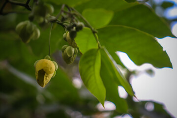 yellow flower in the garden