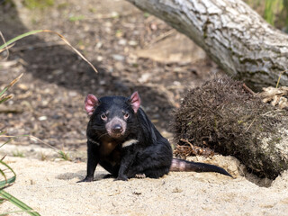 An Tasmanian devil, Sarcophilus harrisii, looks around for food