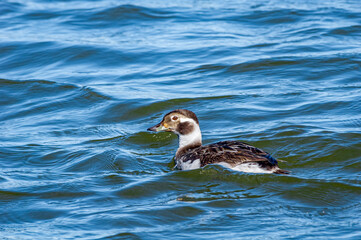 Long-tailed Duck (Clangula hyemalis) in Barents Sea coastal area, Russia