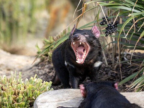 an angry Tasmanian devil, Sarcophilus harrisii, opens its mouth and shows massive teeth