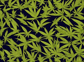 Marijuana, marihuana, ganja, weed, grass, green leaves of Cannabis sativa, illustration, graphic, design, texture on black background, marijuana pattern, seamless pattern, wallpaper - Generative AI
