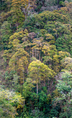 Tropical forest in autumn on Mang Den pass in Dak Rve commune, Kon Ray district, Kon Tum province,...