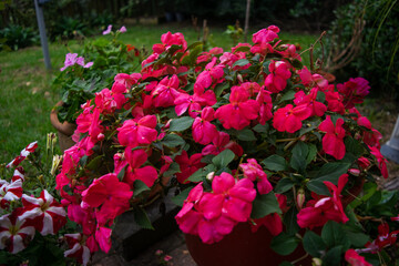 Pink flowers in the garden