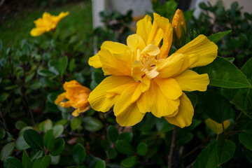 Yellow Hibiscus Flower