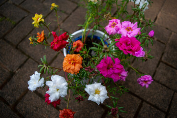 Ghas Phul (Morning Flower)