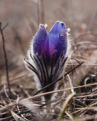 Pulsatilla halleri or pulsatilla taurica flowers in Crimea