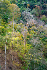 Tropical forest in autumn on Mang Den pass in Dak Rve commune, Kon Ray district, Kon Tum province, Vietnam