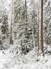 Fototapeta premium A Tranquil Winter Wonderland in Sweden.