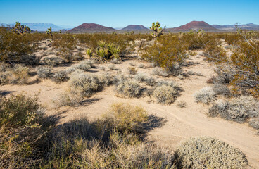 Mountains and Brush Lands at Mojave National Preserve