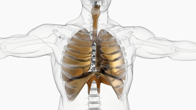 human lungs with diaphragm anatomy for medical concept 3D rendering