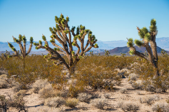 Mountains and Brush Lands at Mojave National Preserve