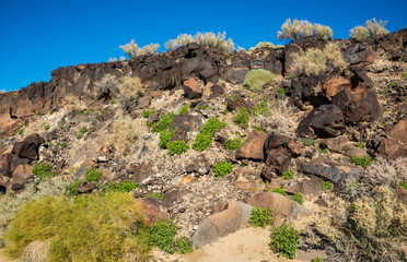 Brushlands Along Trail at Mojave National Preserve