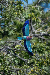 Lilac-breasted roller flies past branches spreading wings