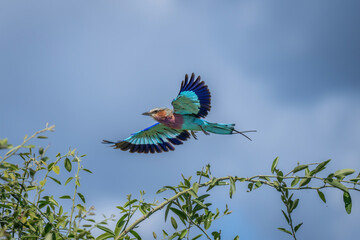 Lilac-breasted roller flies past tree in sunshine