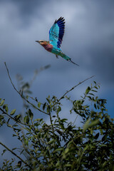 Lilac-breasted roller flies past tree raising wings