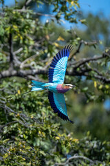 Lilac-breasted roller flying past tree spreading wings