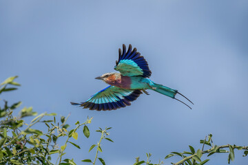 Lilac-breasted roller flies past tree spreading wings