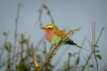 Lilac-breasted roller in profile on curved branch