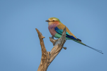 Lilac-breasted roller on forked branch in profile